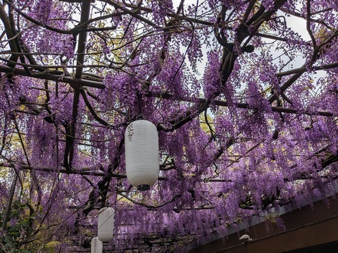 PXL_20240422_014152241