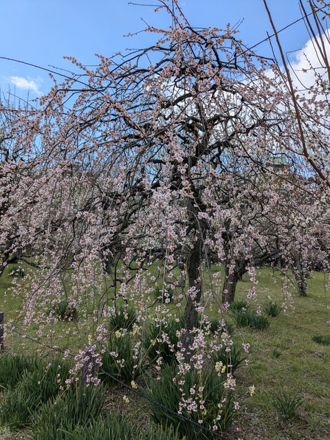 PXL_20250307_042017054