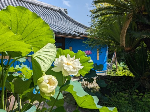 PXL_20230706_004042917