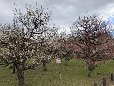 PXL_20250307_041034123