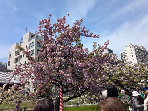 PXL_20260414_040407427.MP