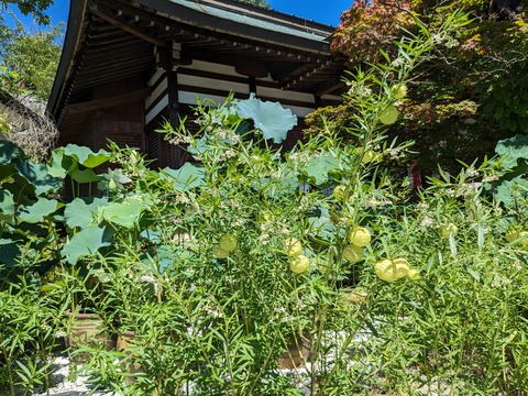 PXL_20230717_004533880