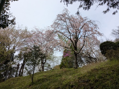 PXL_20260406_025035073