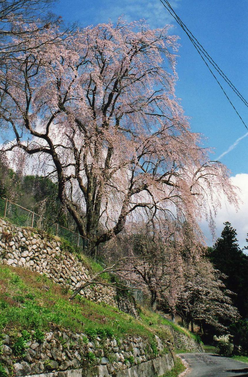 日本漫遊記	  奥三河から遠山郷へ（２００７年４月１６日～１８日）　その７	コメント