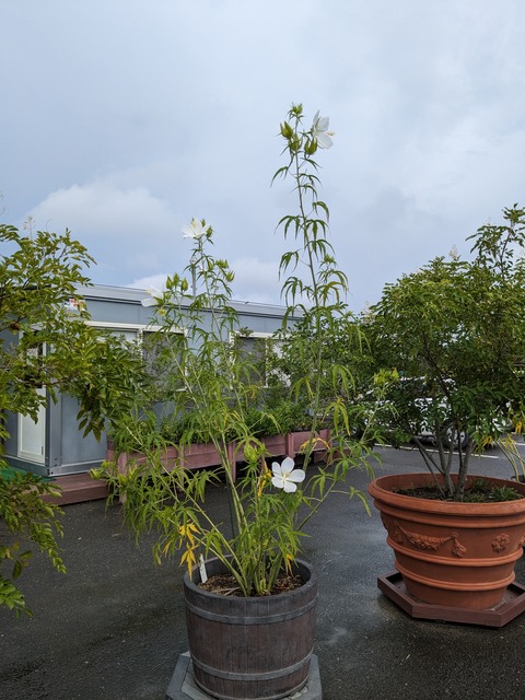 PXL_20230817_003951336