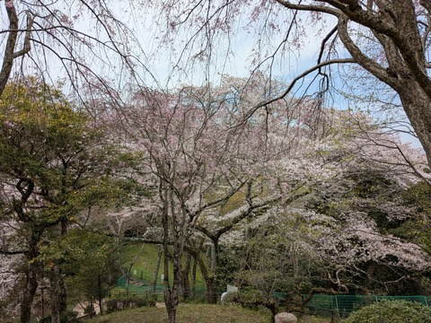 PXL_20260406_024211490