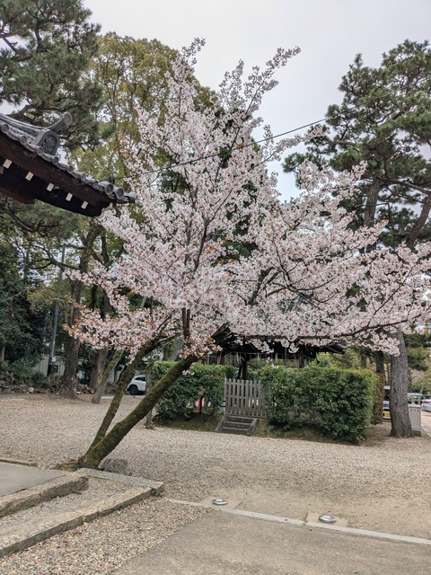 PXL_20250401_020326431