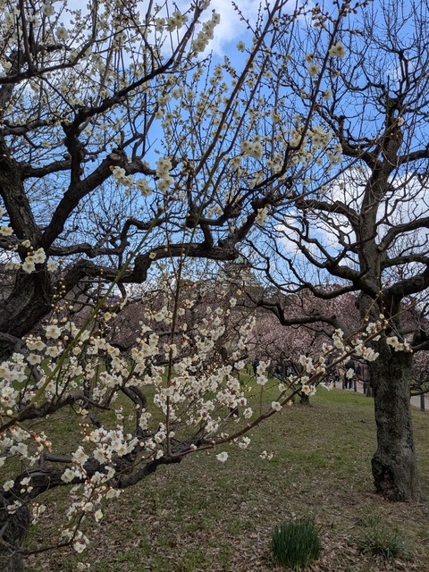 PXL_20250307_041617299