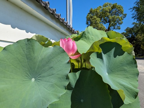 PXL_20230717_003905744