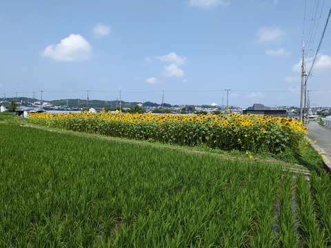 PXL_20230706_011317688