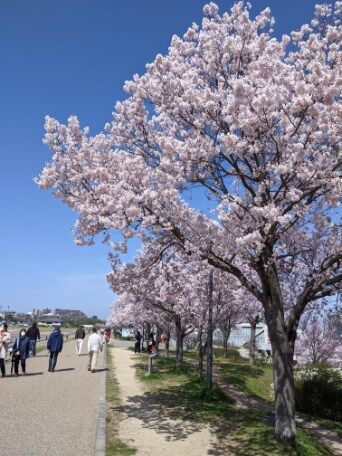 各地の桜 ２０２１ 狭山池公園 その４ ２０２１年３月２４日 日本漫遊記