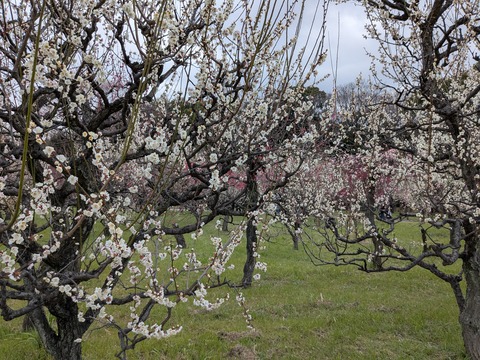 PXL_20250307_042029181