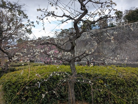 PXL_20250307_040155289