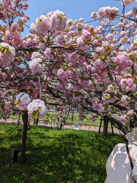 PXL_20230411_031945627