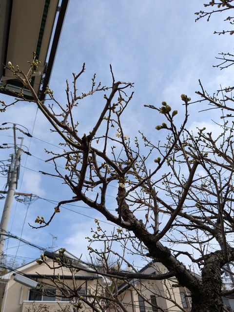 PXL_20250216_042058366
