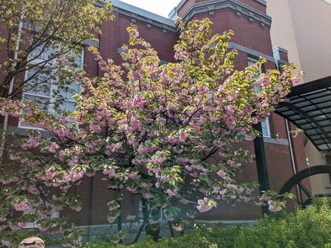 PXL_20230411_034826486