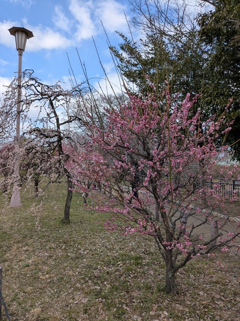 PXL_20250307_041420416
