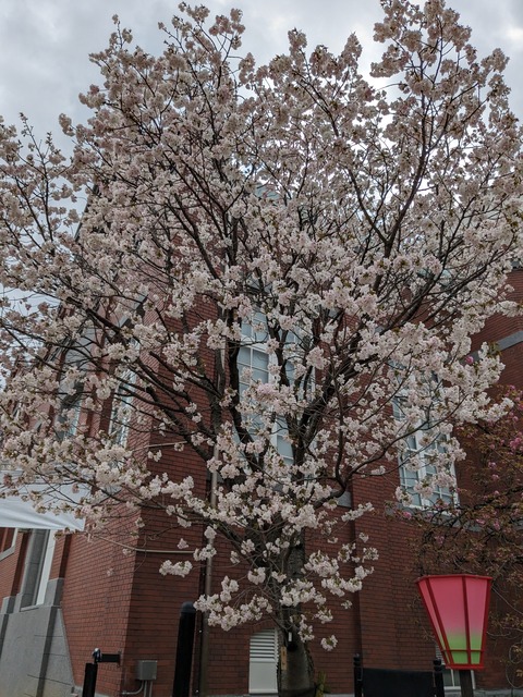 PXL_20240409_043048462