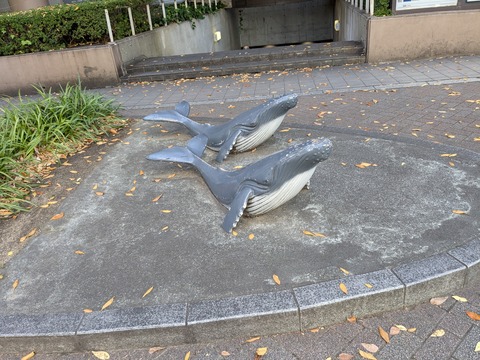 PXL_20241210_010910901