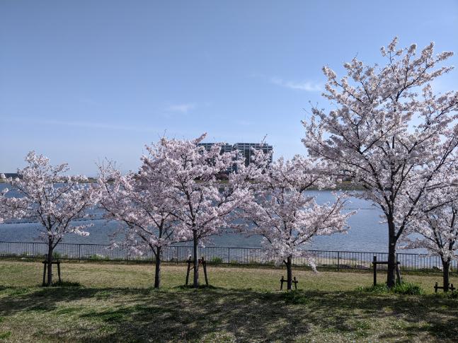 各地の桜 2021 狭山池公園 その10 2021年4月1日 日本漫遊記 各地の桜 2021 狭山池公園 その10 2021年4月1日 日本漫遊記