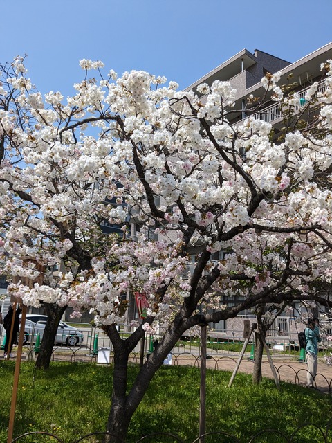 PXL_20230411_032633576