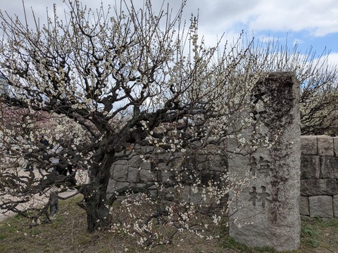 PXL_20250307_040752697