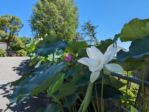 PXL_20230717_003822789