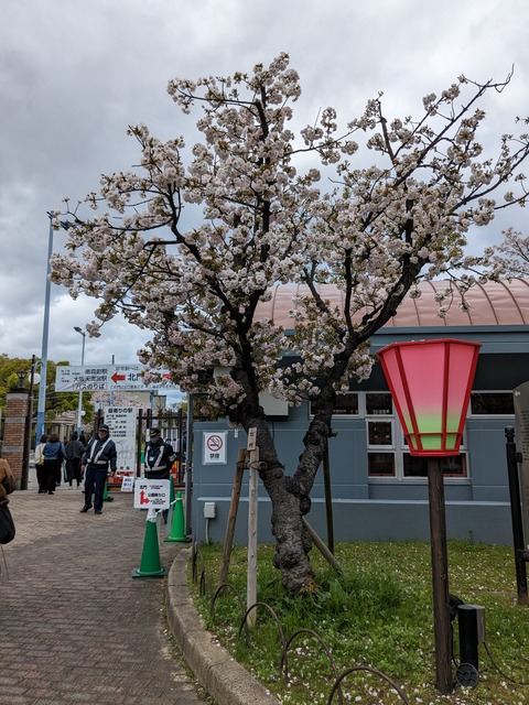 PXL_20240409_044436474