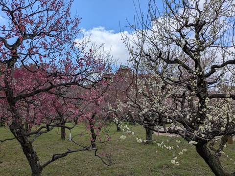 PXL_20250307_041852469