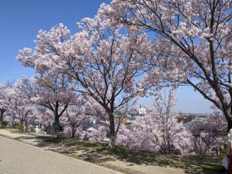 各地の桜 2021 狭山池公園 その6 2021年3月24日 日本漫遊記 各地の桜 2021 狭山池公園 その6 2021年3月24日 日本漫遊記