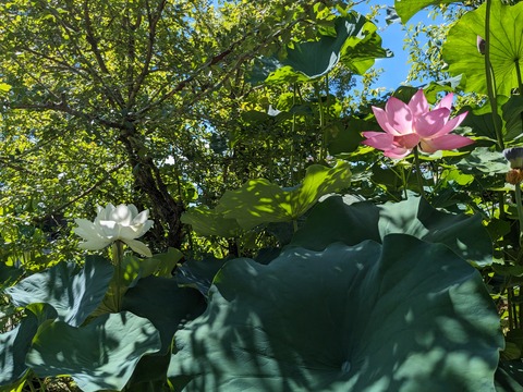 PXL_20230717_003514569