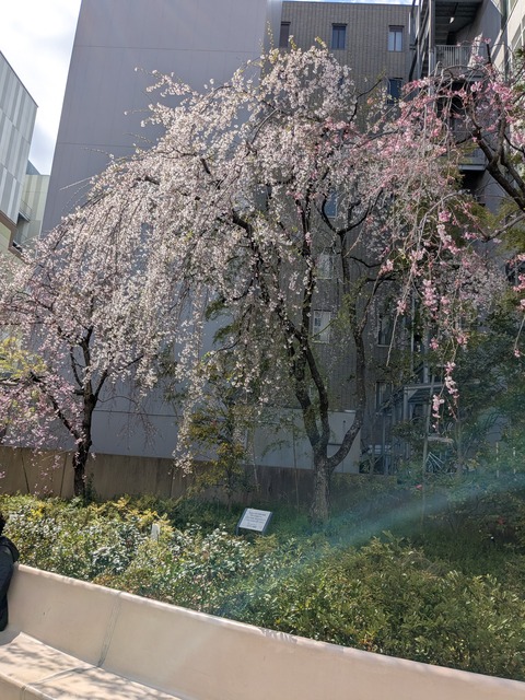 PXL_20250404_045955716