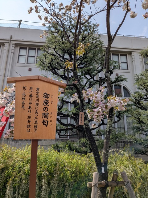 PXL_20250411_045016181御座の間匂