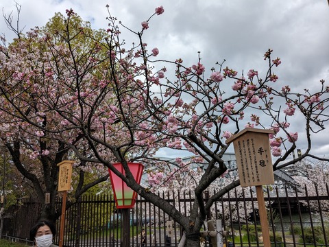 PXL_20240409_044511250