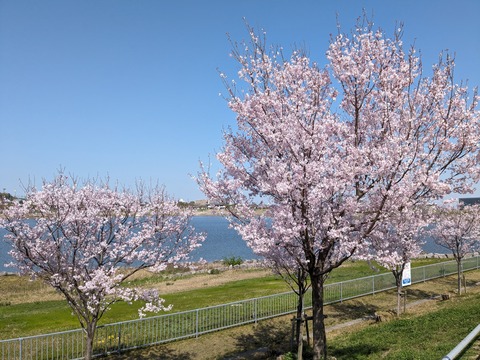 PXL_20240401_010237866