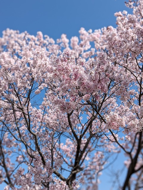 PXL_20240401_004517129.PORTRAIT