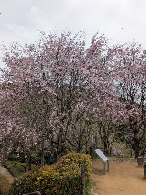 PXL_20260406_024400787