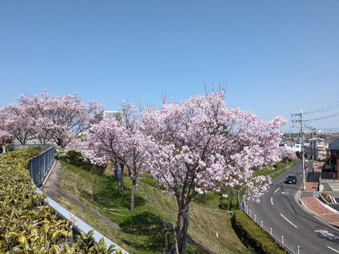 PXL_20240401_011138790