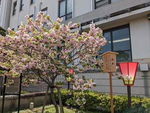 PXL_20230411_035311578