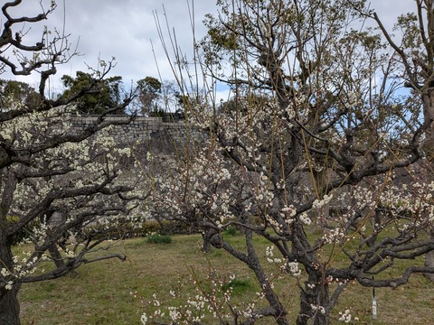 PXL_20250307_040453191