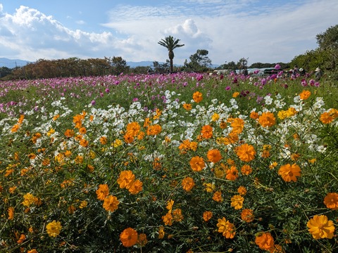 PXL_20231020_005224714.MP