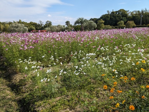 PXL_20231020_005209797.MP