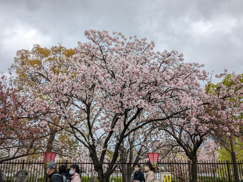 PXL_20240409_043414482