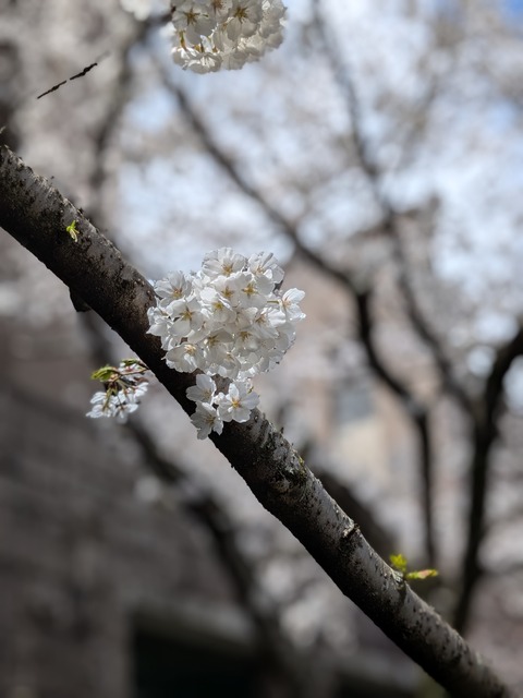 PXL_20250403_032546720.PORTRAIT