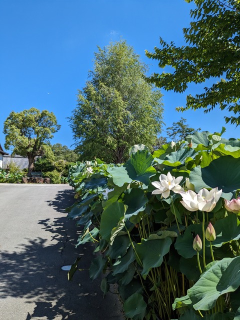 PXL_20230717_003801542