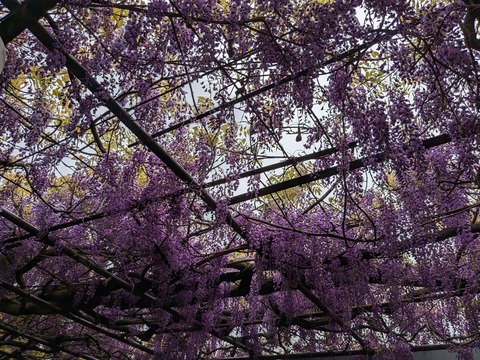 PXL_20240422_014211455