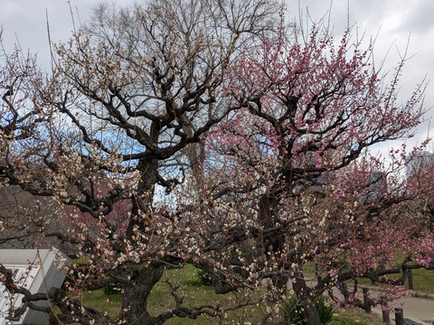 PXL_20250307_040717468