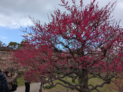 PXL_20250307_040957515.MP