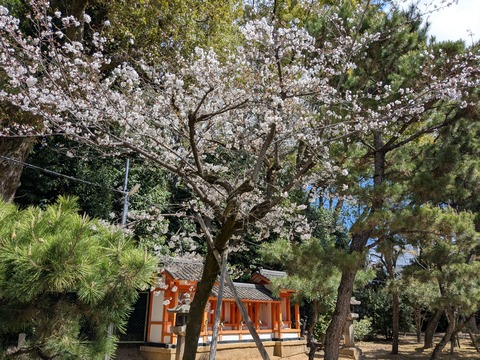 PXL_20250404_015904152