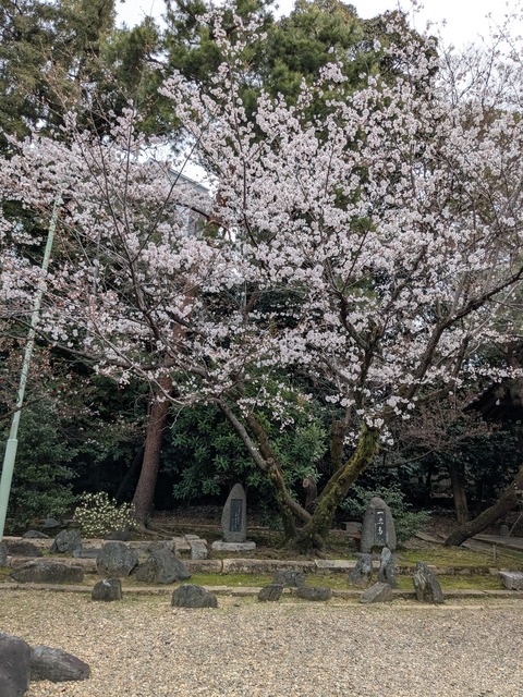 PXL_20250401_020128278